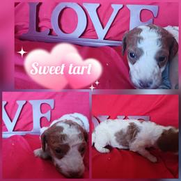 Sweet tart - Parti female Poodle puppy in Lancaster, California from Heavenly poodle and doodle
