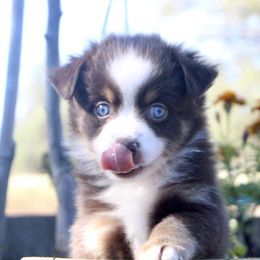 Miniature Australian Shepherd Puppies from Lavish Luxuries Mini and Toy Australian Shepherds