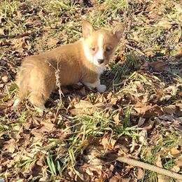 Triple Clear, Natural tail, OFA Parents, CKC - Red and white male American Corgi puppy in Harpursville, New York from Rex Farm Corgis