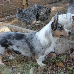 Pancakes - Cardigan Welsh Corgi