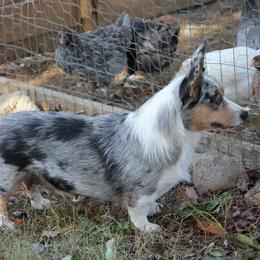 Pancakes - Cardigan Welsh Corgi