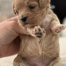 Yellow reserved Olvera family. - Apricot female Maltipoo puppy in Fredericktown, Missouri from Doodle Pups Fur-Ever