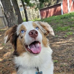 Sequoia - Australian Shepherd