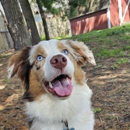 Sequoia - Australian Shepherd