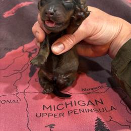 AKC Rowan - Red male Dachshund puppy in White Cloud, Michigan from West Michigan Dachshund