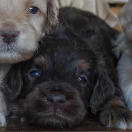 Male 2 of 3 - Phantom male Goldendoodle puppy in Macedon, New York from Toodles Goldendoodles