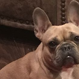 French Bulldogs from The Punk'n Patch