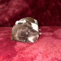 Silver - Liver roan male Brittany puppy in Adairsville, Georgia from Rocking L Farms
