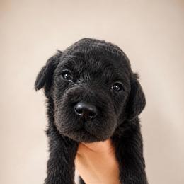 Bear 'claw' - Phantom male Poodle puppy in Grovetown, Georgia from PND Kennel