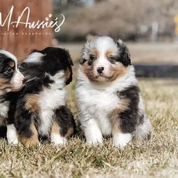 Aussiedoodle and Australian Shepherd Puppies from Double M Aussies
