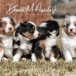 Aussiedoodle and Australian Shepherd Puppies from Double M Aussies