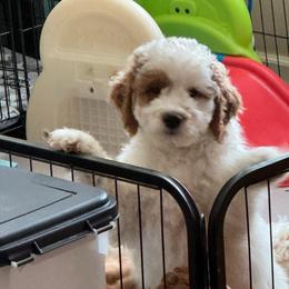 Romeo - Parti male Goldendoodle puppy in Danville, Virginia from Stella’s Stunning Goldendoodles of VA