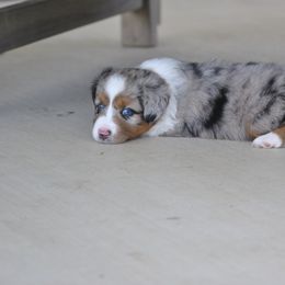 Miniature American Shepherd and Toy Australian Shepherd Puppies from Roeboat Aussies