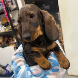 Paige - Wild boar female Dachshund puppy in Superior, Montana from Never Land Dachshunds of Montana