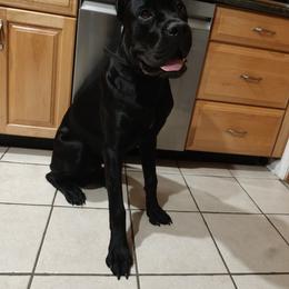Cane Corso Puppies from Central Jersey K9