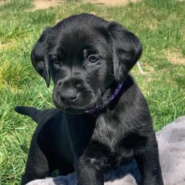 Girl 2 - female Labrador Retriever puppy in Winnemucca, Nevada from Oakley's Mountain View Kennel