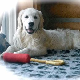 Golden Retriever Puppies from HuesofGold Halos