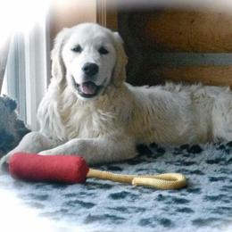 Golden Retriever Puppies from HuesofGold Halos