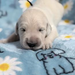 Black - Light golden male Golden Retriever puppy in Tylertown, Mississippi from Southern Paws, LLC