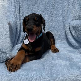 Anthony (Blue Collar) - Black and rust male Doberman Pinscher puppy in Centralia, Missouri from TopSpots Farm