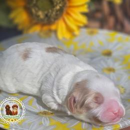 Boy - Blenheim male Cavapoo puppy in Salem, Missouri from Meadowbrook Poodles