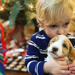 Australian Labradoodle Puppies from South Mitten Labradoodles
