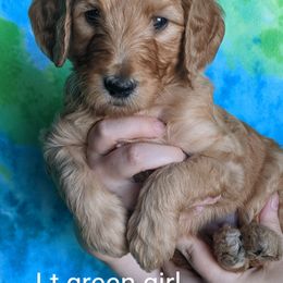 "Light Green Female" Goldendoodle Puppies from Doodle Kisses