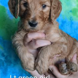 "Light Green Female" Goldendoodle Puppies from Doodle Kisses
