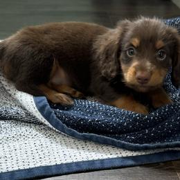 Dachshund Puppies from Johnson’s Weiner Farm