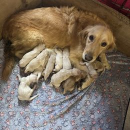 Male 1 - Golden male Golden Retriever puppy in Merrill, Michigan from Happy Tails Family Farm