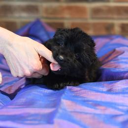 Willie - Black German Shepherd puppy in Columbus, Indiana from Stony Lonesome GSD