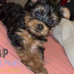 Maltipoos, Poodles, Shih Tzus, Yorkipoos, and Yorkshire Terriers from Bougie Paws LLC