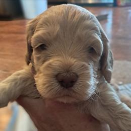 Boy 2 - Buff and white male Cockapoo puppy in Mena, Arkansas from Ouachita River Cockapoos