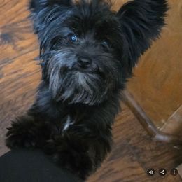 Zues - Yorkshire Terrier