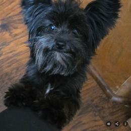Zues - Yorkshire Terrier