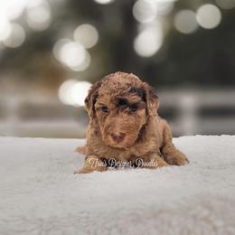 Aussiedoodle, Goldendoodle, and Poodle Puppies from Trin's Designer Doodles