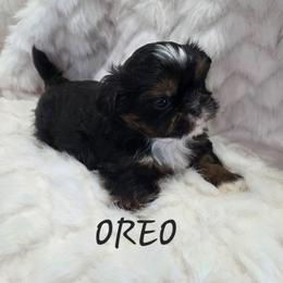 Rex - Tricolor male Shih Tzu puppy in Molino, Florida from First Passion Shih Tzus