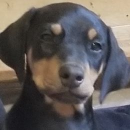 Doberman Pinschers from DeeRun Doberman's