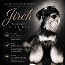 Jireh - Miniature Schnauzer