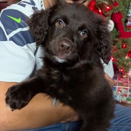Mercedes - Brown and white female Aussiedoodle puppy in Coulee City, Washington from Mr and Mrs Doodle Farm