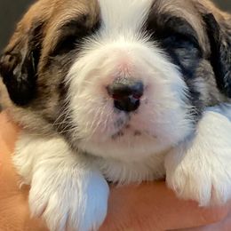 Pyrenean Mastiffs from Pyrenean Mastiff USA