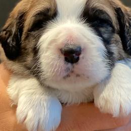 Pyrenean Mastiffs from Pyrenean Mastiff USA