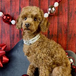 R.J. - Poodle