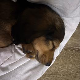 Boy 2 - Cream male Dachshund puppy in Alabaster, Alabama from Doxies of Olympus