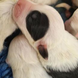 Pink collar - Gray and white female Old English Sheepdog puppy in Smallett, Missouri from Chasin Angus Sheepdogs