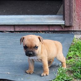 Staffordshire Bull Terrier Puppies from Full Throttle Staffords
