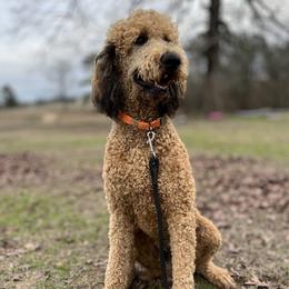 Louis - Poodle