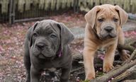 two cane corso puppies