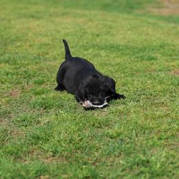 Labrador Retriever Puppies from J and D Retrievers