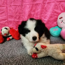 Puk - Black Border Collie puppy in Orlando, Florida from Beyond City Lights
